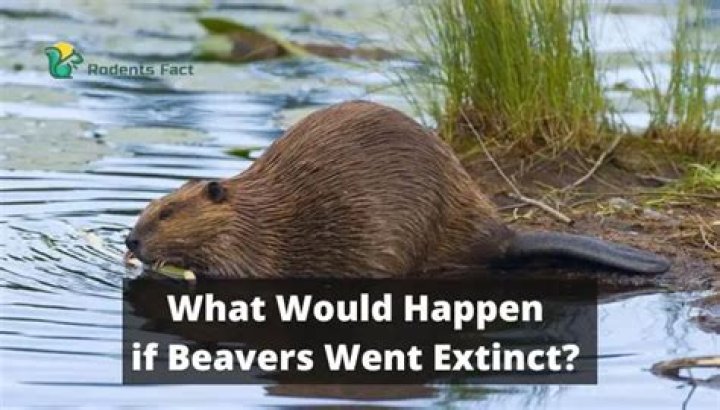 what would happen if beavers went extinct