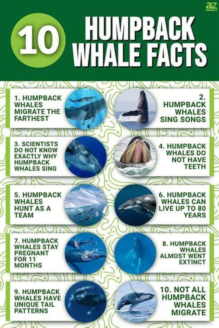 what would happen if humpback whales went extinct