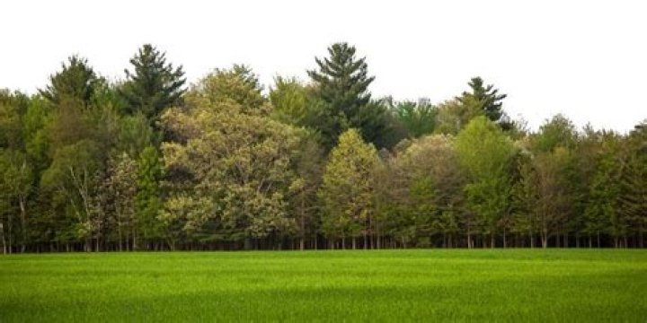 what would happen if trees disappeared