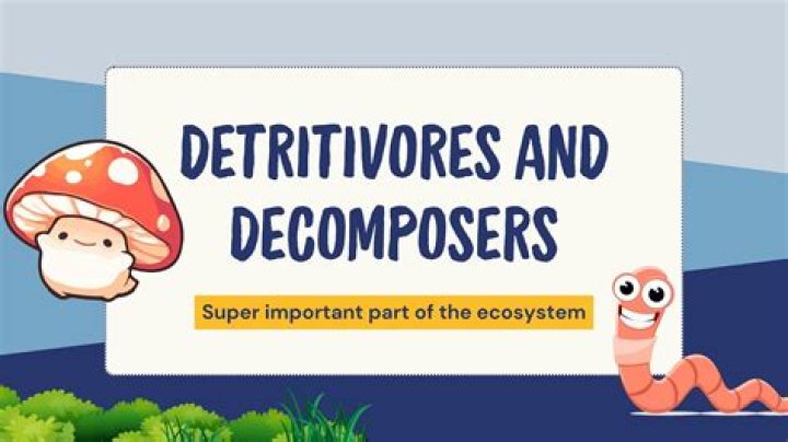 What Would Happen In An Ecosystem Without Decomposers? Impressive Guide 2022