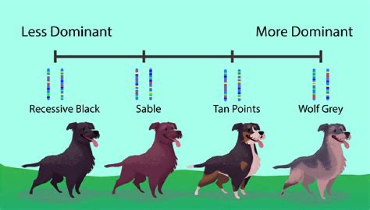 when a trait has more than two alleles how is that trait inherited