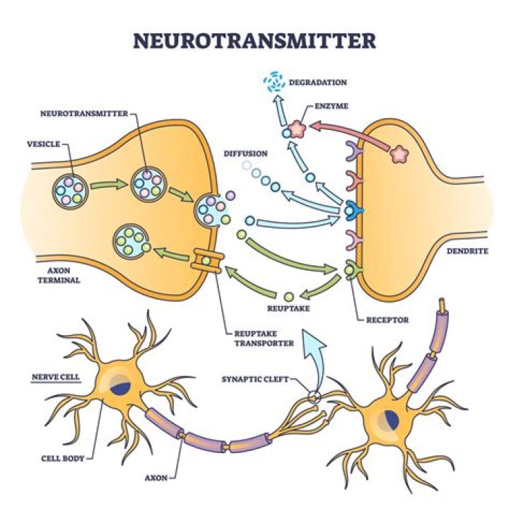 when an impulse reaches the end of a neuron, it triggers the release of