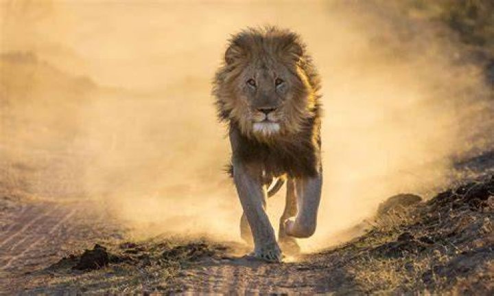 when are lions fully grown