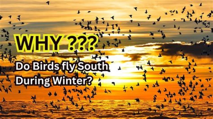 when birds fly south where do they go