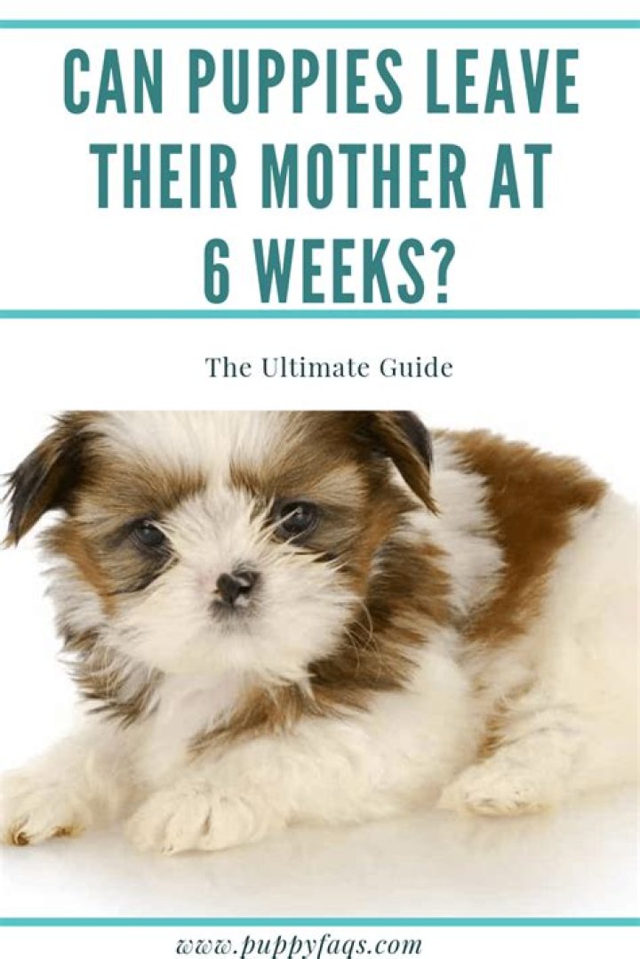when can puppies leave mom