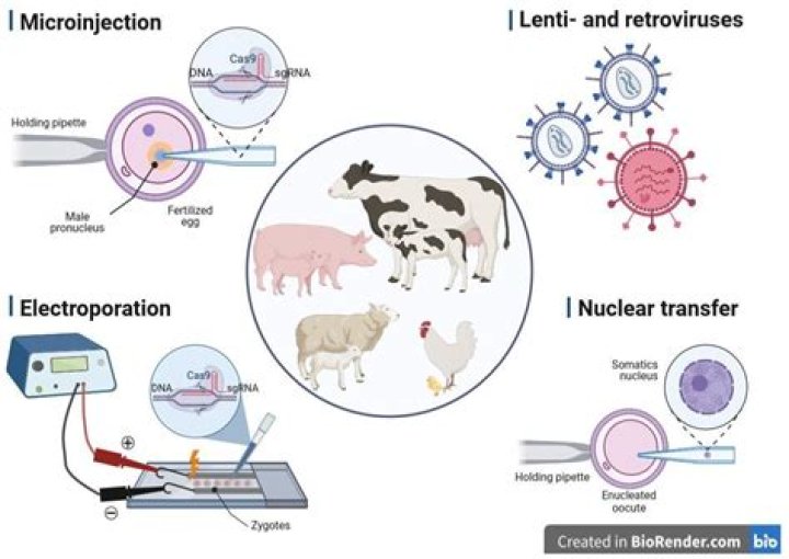 when creating transgenic bacteria, plants, and animals