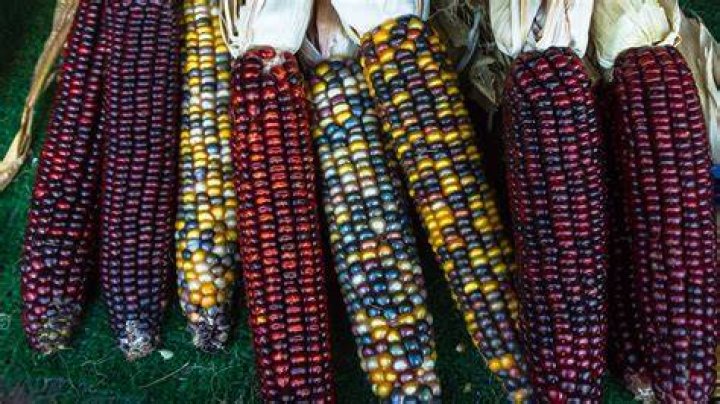 when did corn become a food crop for southwestern cultures?