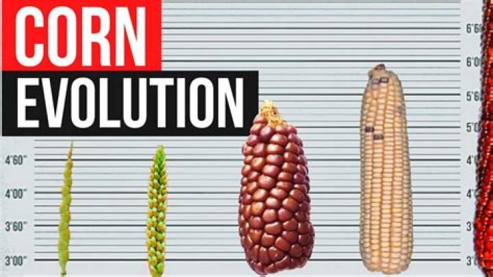when did corn come to europe