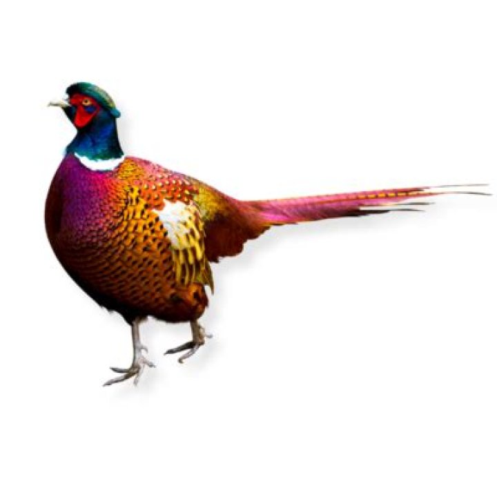 when did pheasants come to america