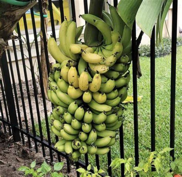 when do bananas grow - Lisbd-net.com