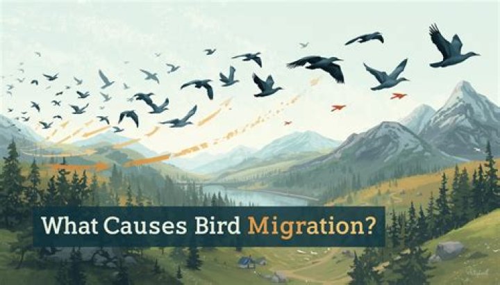 when do birds migrate north