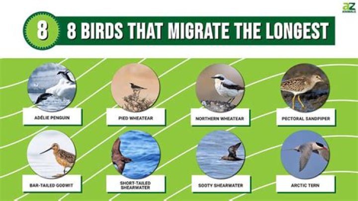 when do birds start migrating
