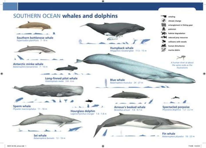 when do whales migrate - Lisbd-net.com