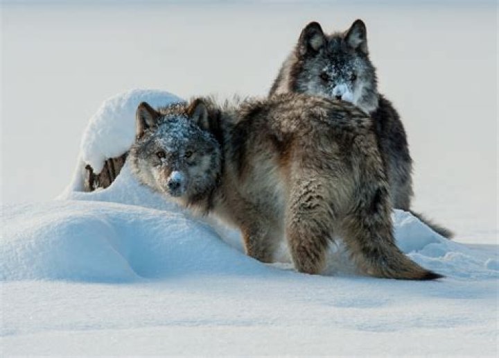 when do wolves mate - Lisbd-net.com