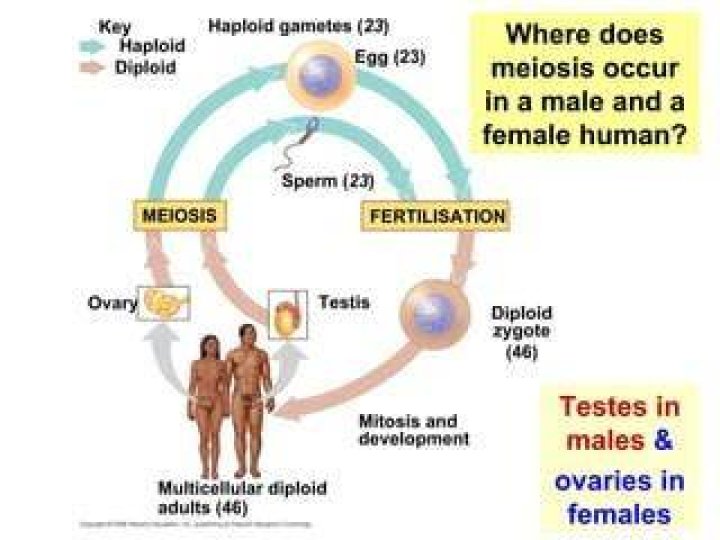 when does meiosis occur in females