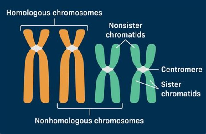 when does the chromosome number get reduced by half?