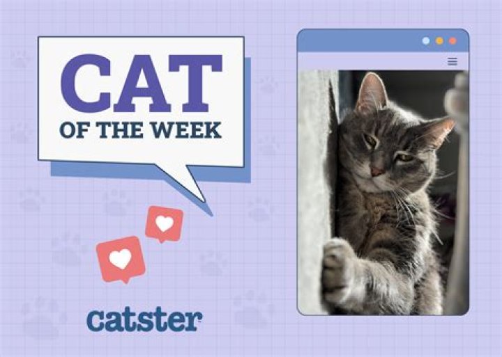 when is cat week - Lisbd-net.com