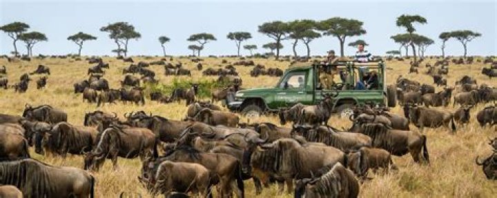 when is the wildebeest migration in kenya