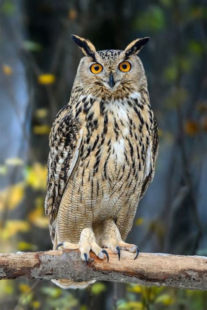when you see an owl