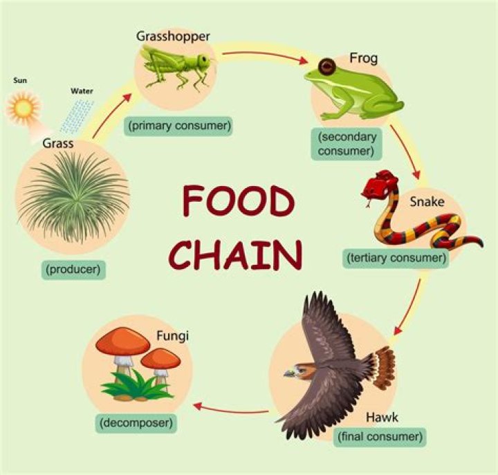 where are decomposers on the food chain