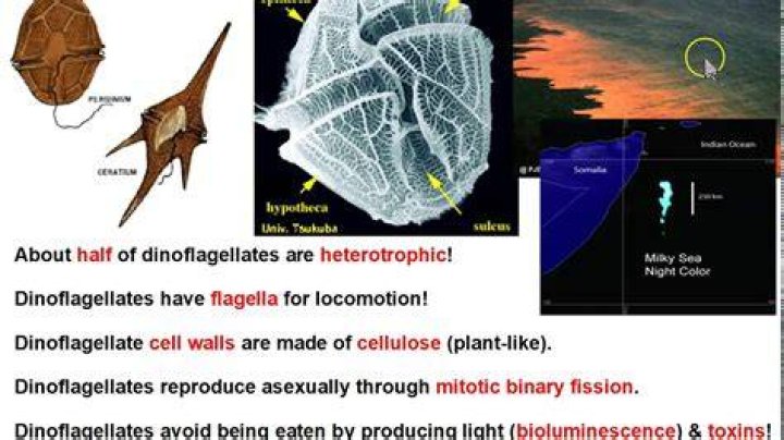 where are dinoflagellates found - Lisbd-net.com