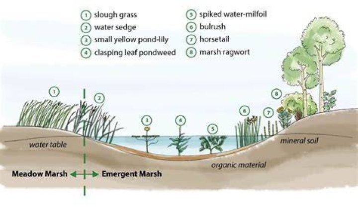 where are freshwater marshes located