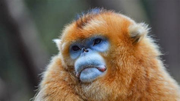 where are golden snub nosed monkeys found