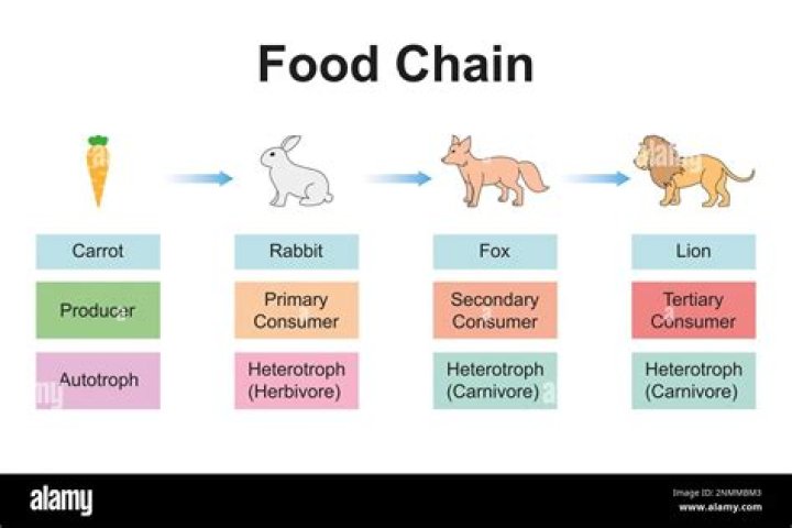 where are lions in the food chain