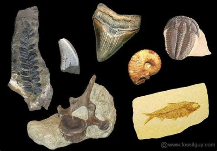 where are mold fossils found