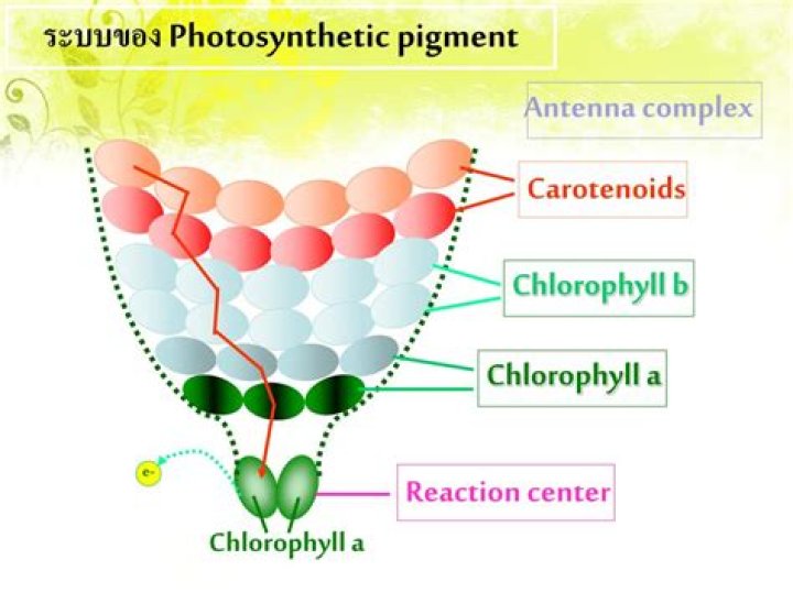 where are photosynthetic pigments located