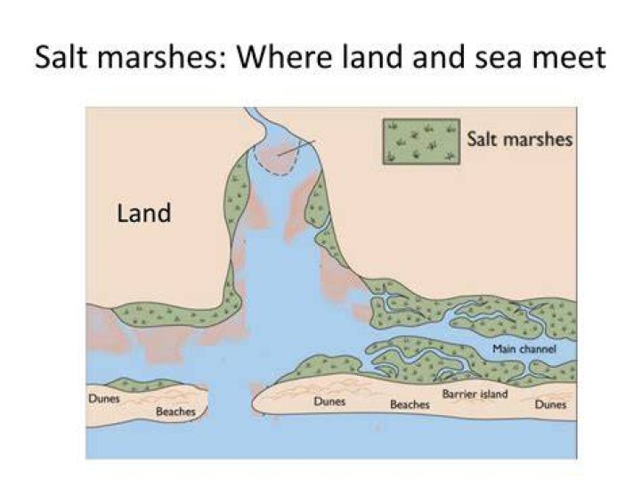 where are salt marshes located