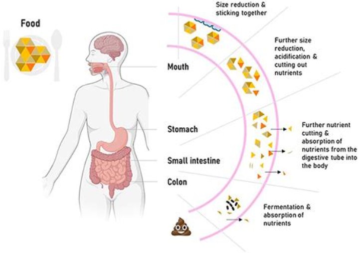 where are the food materials digested by fungi located?