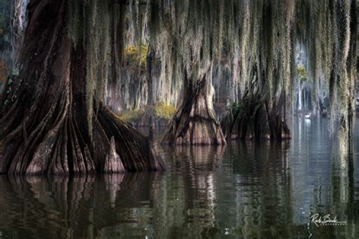 where are the swamps in louisiana