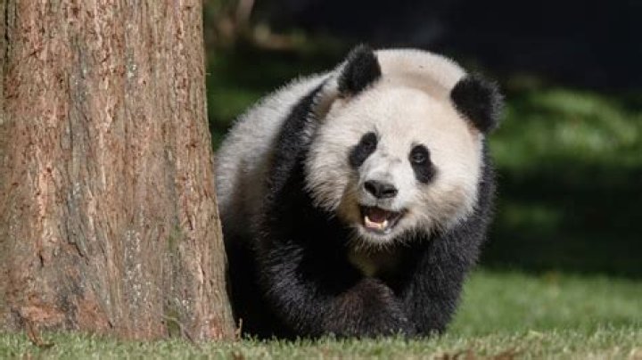 where can you hold a panda
