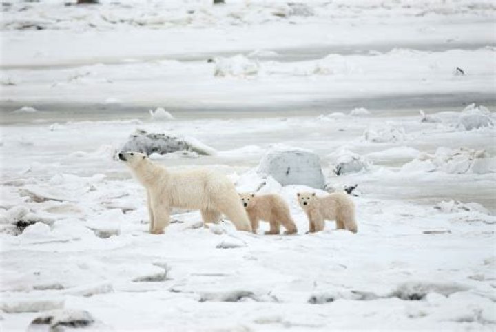 where can you see polar bears