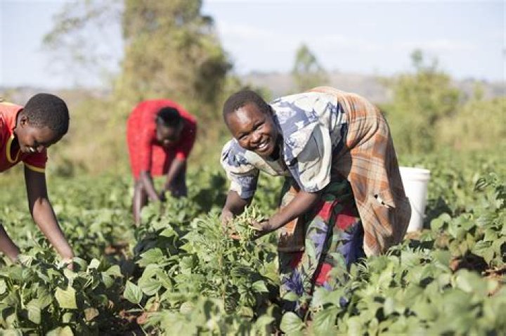 where did african people settle and begin farming?