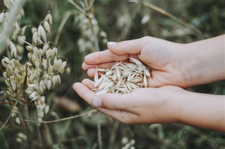 where did oats come from
