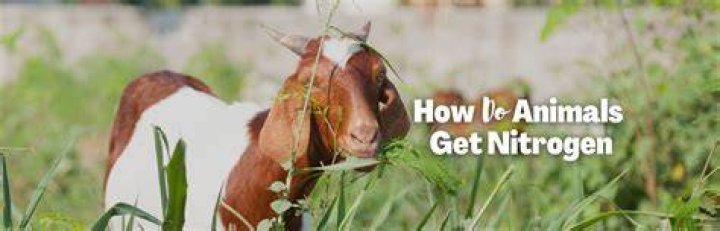 where do animals get nitrogen from
