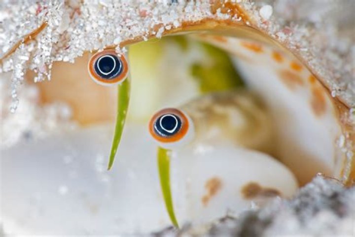 where do conchs live - Lisbd-net.com