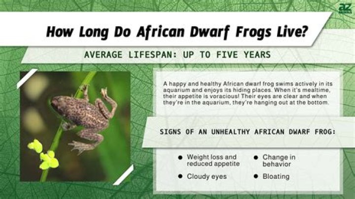where do frogs live in the rainforest