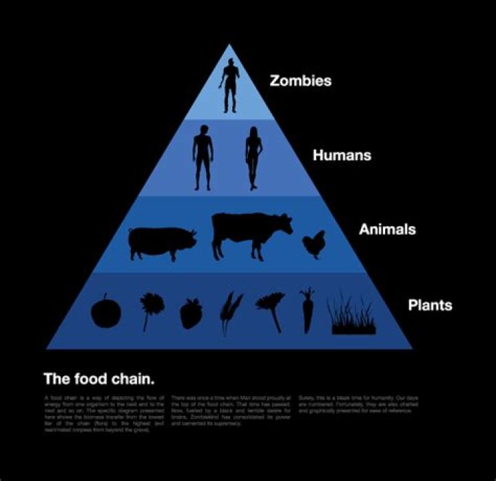 where do humans fit in the food chain