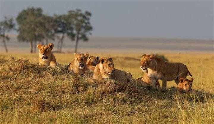 where do lions live in the savanna