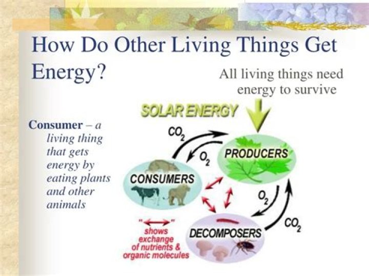 where do living things get energy