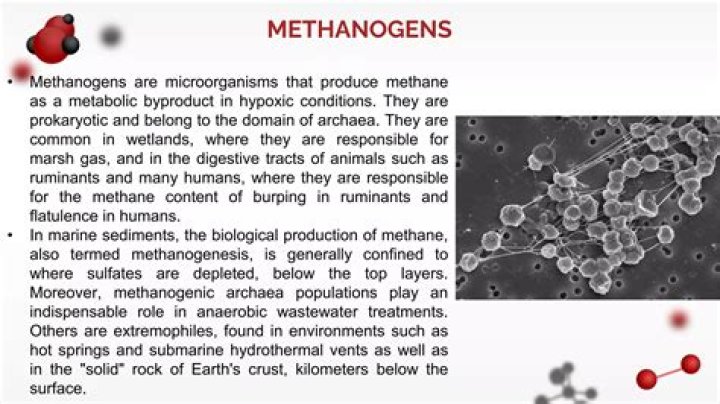 where do methanogens live - Lisbd-net.com
