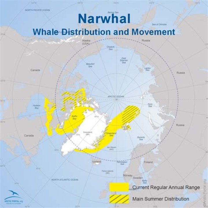 where do narwhals live map