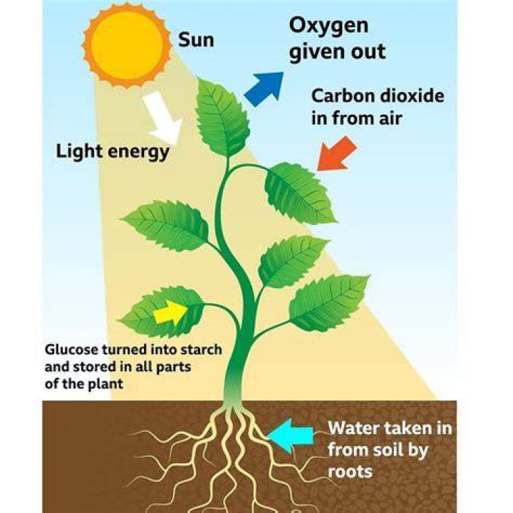 where do plants get hydrogen