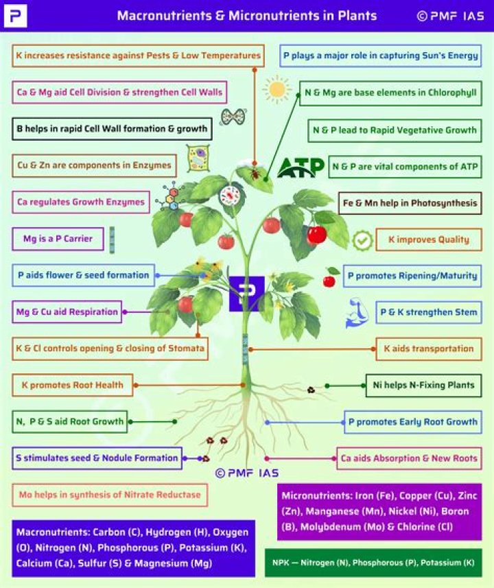 where do plants get most of the nutrients they need to live
