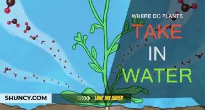 where do plants take in water