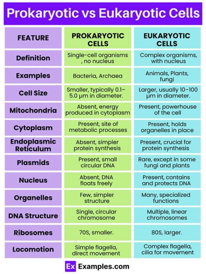 where do prokaryotes store dna