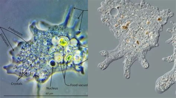 where do protist live - Lisbd-net.com
